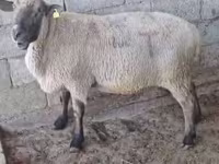 Ram, Hampshire sheep — photo 2