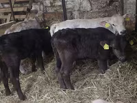 Бұқа, Simmental cattle — 1-сурет