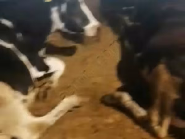 Сиыр, Swiss cattle — Ресей