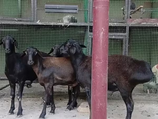 Sheep, Hissar sheep
