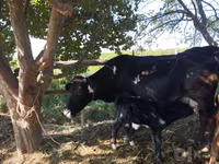 Cow, Cattle — photo 3