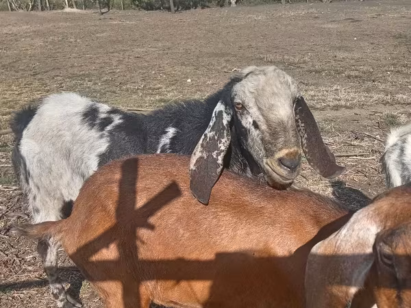 बकरा, Nubian Goat