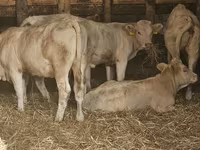 Vaca, Charolais cattle — foto 1