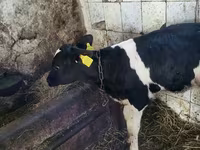 Bulle, Holstein-Rasse — Foto 2