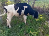 Cow, Holstein breed — photo 2