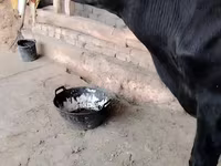 Cow, Cattle — photo 1