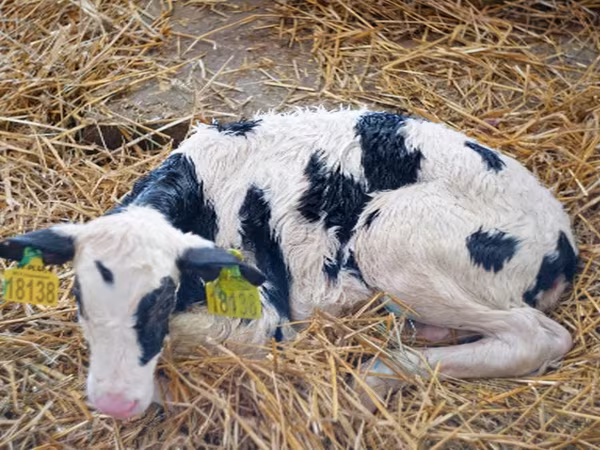 公牛, Holstein breed — 俄罗斯