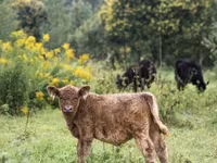 Bulle, Holstein-Rasse — Foto 8