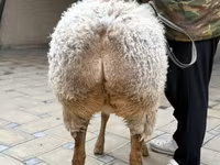 Қой, Awassi sheep — 5-сурет