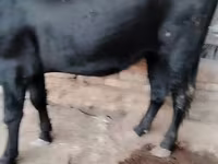 Cow, Cattle — photo 3