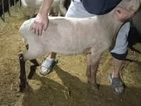 Қошқар, Hissar sheep — 7-сурет