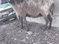 Ram, Sheep — photo 2