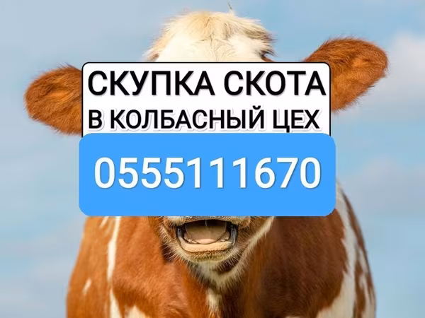 Бұқа, Ірі қара — Қырғызстан