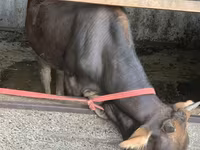 母牛, Cattle — 照片 1