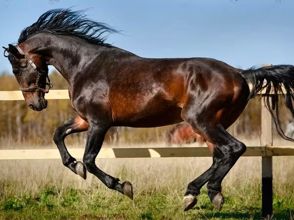 Бие, Horse breed