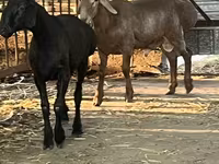 Қошқар, Rhon sheep — 2-сурет