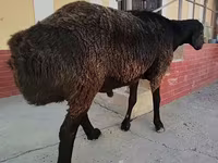 Ram, Sheep — photo 2