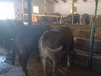 Vaca, Raza Alatau — foto 4