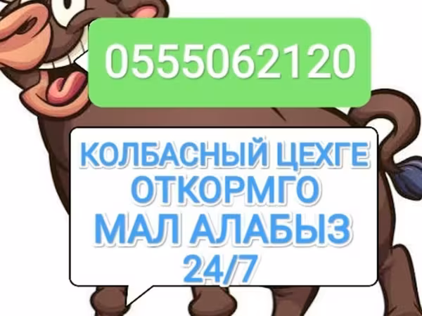Бұқа, Ірі қара — Қырғызстан