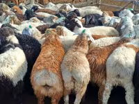 Sheep, Sheep — photo 8