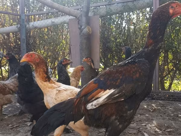 Chickens — Қырғызстан