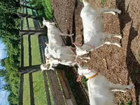 Goat, Goats — photo 5