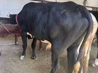सांड, गोलस्टीन नस्ल — फ़ोटो 2