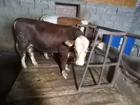 सांड, Simmental cattle — फ़ोटो 1