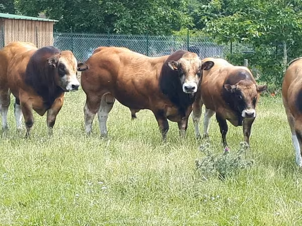 Бұқа, Partenaise cattle