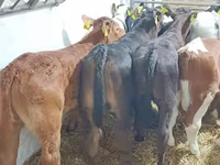Toro, Ganado vacuno — foto 7