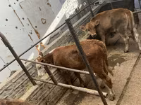 Сиыр, Swiss cattle — 2-сурет