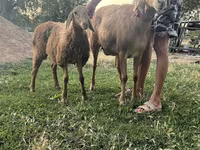 Sheep, Sheep — photo 4