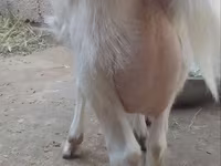 Goat, Goats — photo 2