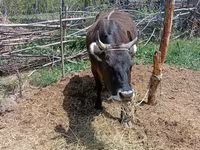 गाय, मवेशी — फ़ोटो 1