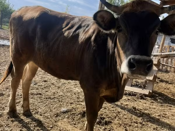 Kuh, Swiss cattle — Kirgisistan