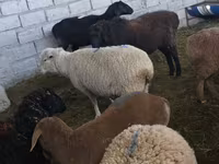 मेढ़ा, Hissar sheep — फ़ोटो 2