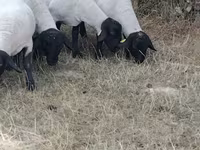 Қой, Baerchuke sheep — 2-сурет