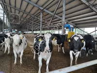 Cow, Holstein breed — photo 2