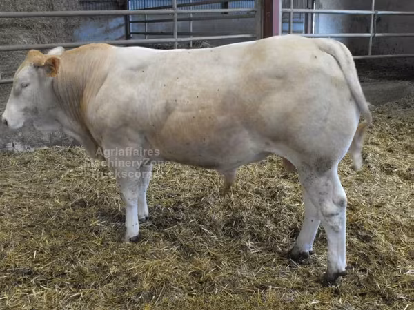 Бұқа, Blonde d’Aquitane cattle