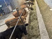 Сиыр, Swiss cattle — 1-сурет
