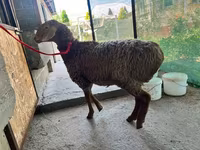 Қой, Arashan sheep — 4-сурет