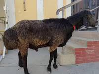 Ram, Sheep — photo 3