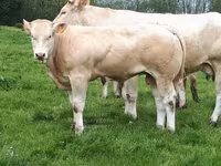 Бұқа, Blonde d’Aquitane cattle — 5-сурет