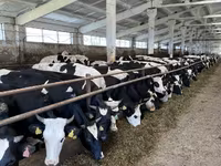 Сиыр, Yaroslavl cattle — 2-сурет