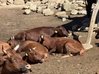 Сиыр, Latvian Blue cattle — 1-сурет