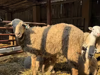 Ram, Edilbay sheep — photo 4