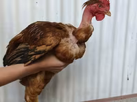 Chickens — الصورة 2