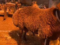 Widder, Hissar sheep — Foto 5