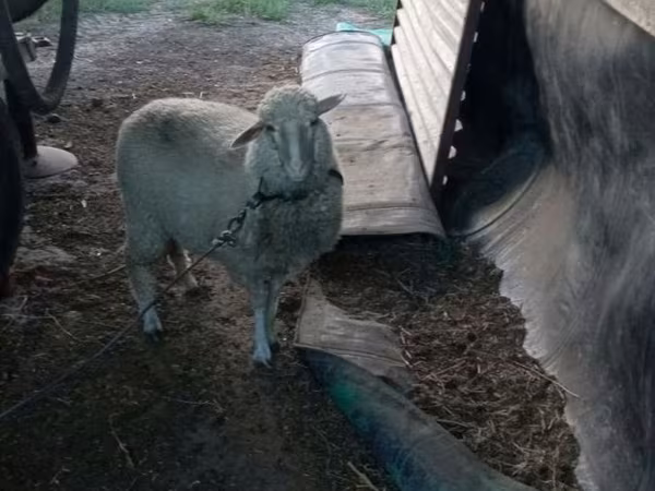 母羊, Sheep