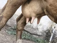 بقرة, Simmental cattle — الصورة 3